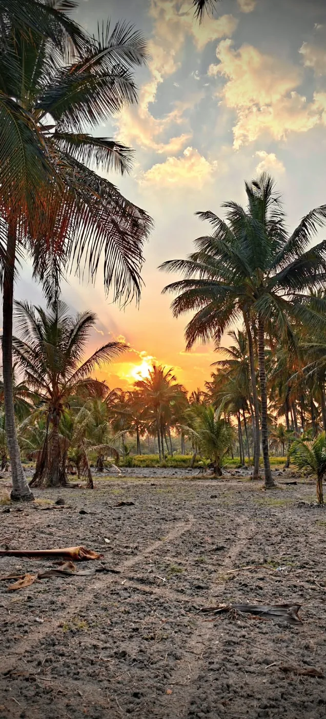 Sunset behind coconut palms, with tyre tracks in the sand leading towards the sun
